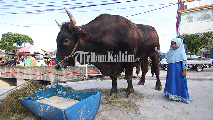 antusias-warga-melihat-sapi-kurban-di-salah-satu-lapak-kawasan-kampung-timur-balikpapan_01.jpg<pf>antusias-warga-melihat-sapi-kurban-di-salah-satu-lapak-kawasan-kampung-timur-balikpapan_02.jpg<pf>antusias-warga-melihat-sapi-kurban-di-salah-satu-lapak-kawasan-kampung-timur-balikpapan_03.jpg<pf>antusias-warga-melihat-sapi-kurban-di-salah-satu-lapak-kawasan-kampung-timur-balikpapan_04.jpg<pf>antusias-warga-melihat-sapi-kurban-di-salah-satu-lapak-kawasan-kampung-timur-balikpapan_05.jpg