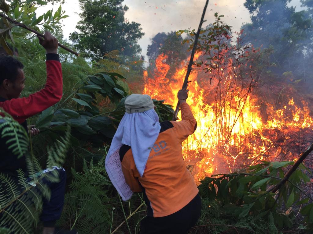 Tercatat Sudah 7 Karhutla di PPU Selama Agustus, Sampai Sekda Turun Bantu Pemadaman