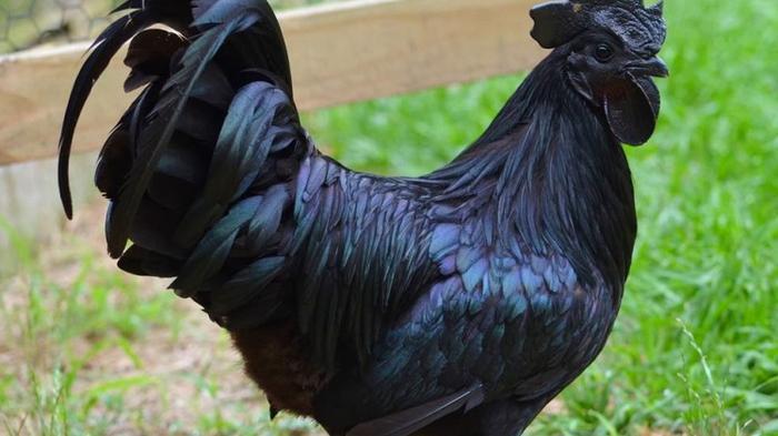 ayam-cemani-asli-indonesia_20161112_115546.jpg