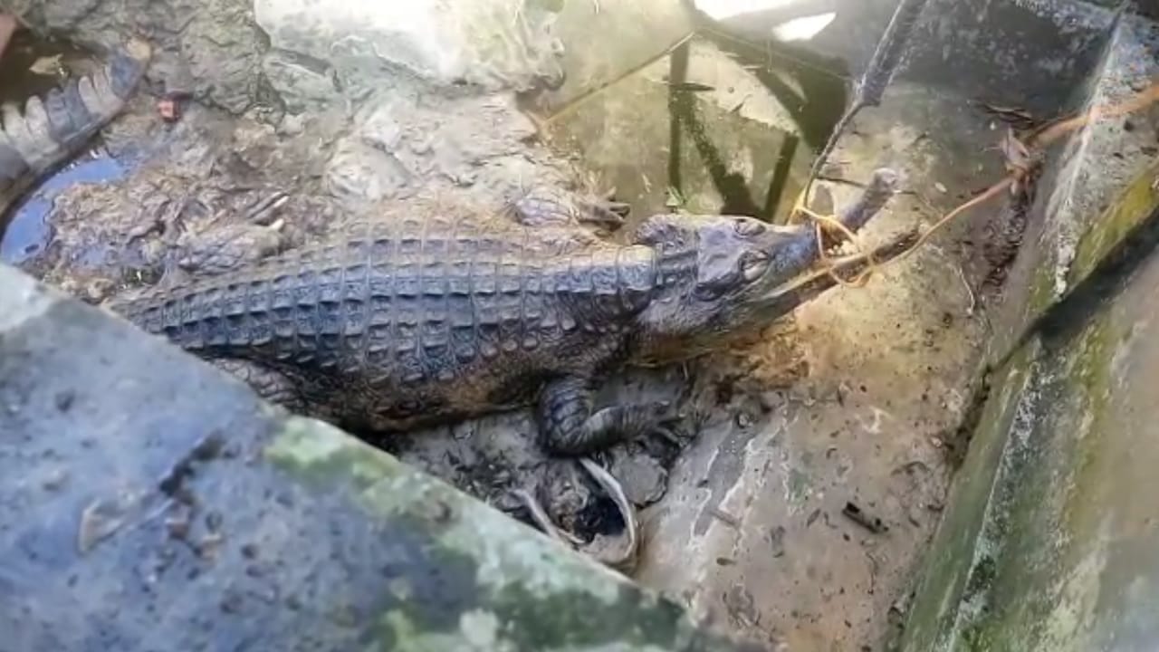 Waspada Teror Buaya dan Ular saat Banjir di Nunukan, Predator Kerap Masuk Permukiman Warga