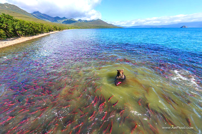 VIDEO- Coba Lihat Kehidupan Beruang di Danau Kuril di Kamchatka yang Luar Biasa