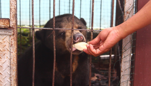 VIDEO: Beruang Madu Memakan Kotorannya Sendiri karena Kelaparan, Gajah Pun Mati di Sini