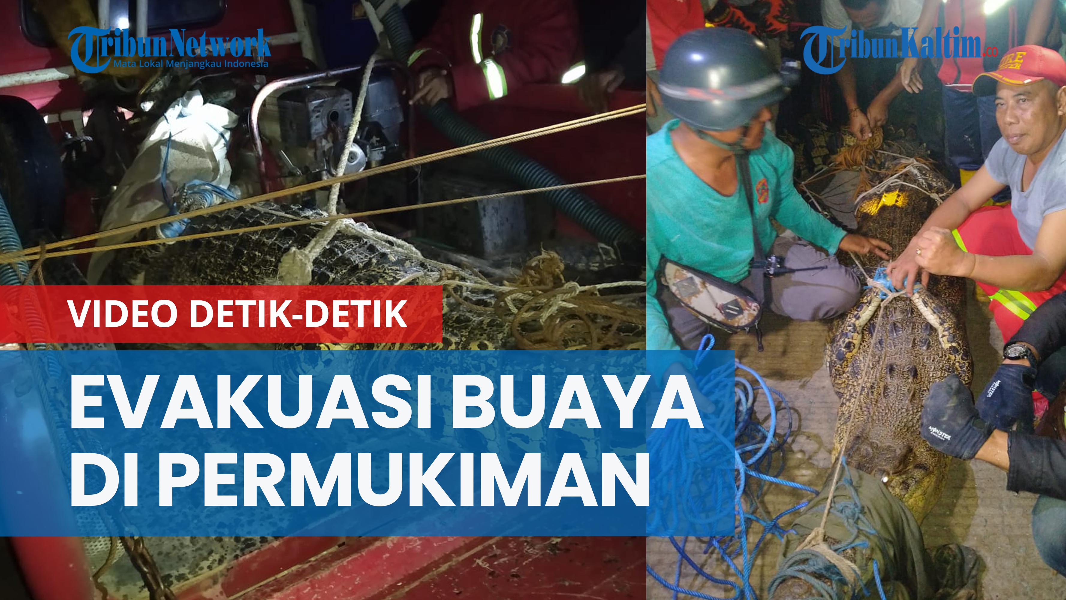 NEWS VIDEO Detik-Detik Evakuasi Buaya di Samarinda, Sempat Kesulitan karena Air Pasang