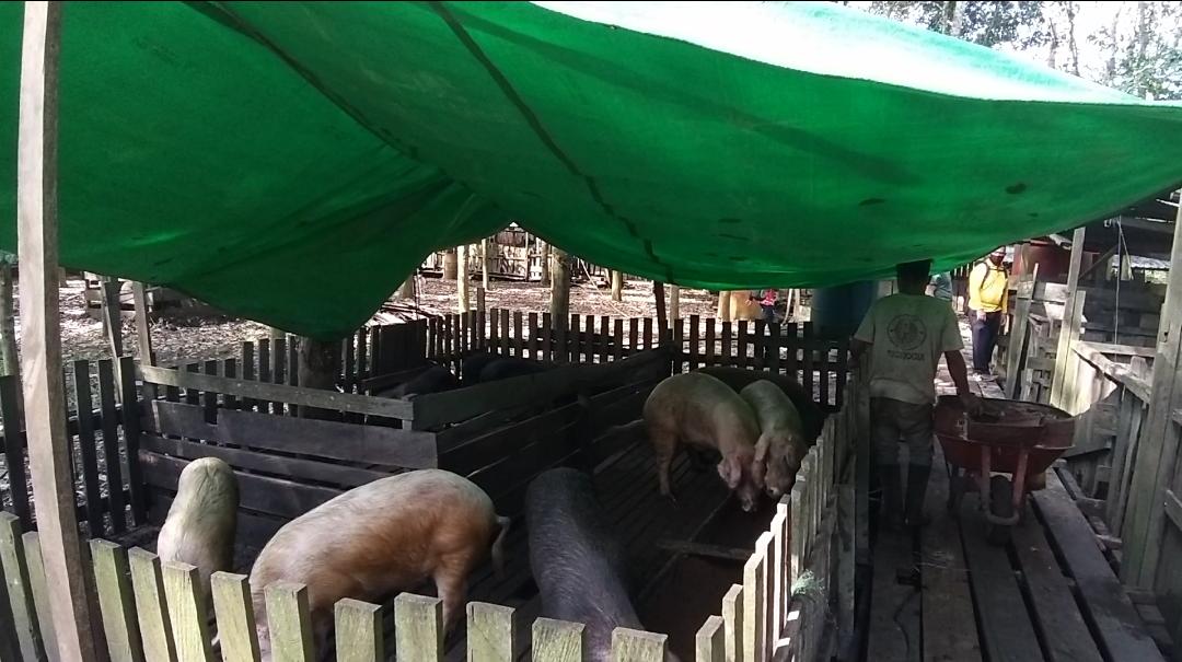 Viral Investasi Ternak Babi Senilai Rp 30 Triliun di Jepara, MUI Jateng: Haram! - Tribunkaltim.co