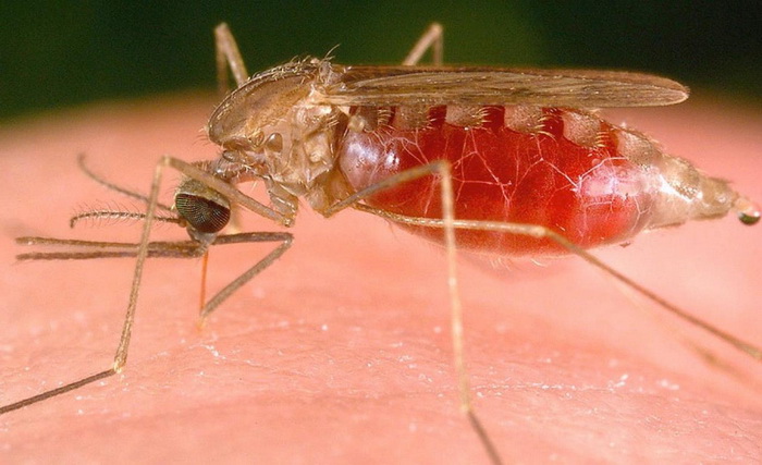Peneliti Uji Coba Vaksin Malaria Menggunakan Virus Simpanse