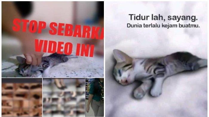 Heboh Video 3 Cewek Injak Anak Kucing Sampai Mati di Twitter, Lokasi dan Motif Pelaku Terungkap!