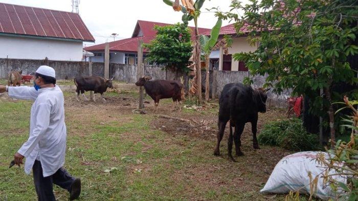 Cara Masak Hewan Kurban, Tips Daging Kambing Empuk & Tidak Bau, Jangan Dicuci dan Pakai Daun Pepaya