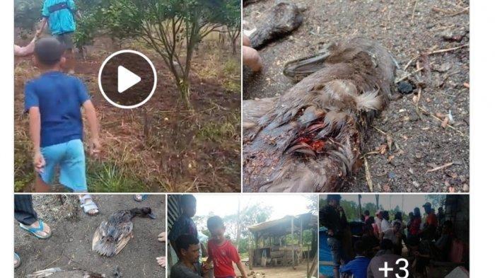 HEBOH! Mahluk Misterius Pengisap Darah Ternak di Taput Akhirnya Terekam CCTV, Begini Bentuknya