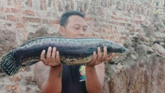 ikan-toman-di-solo.jpg