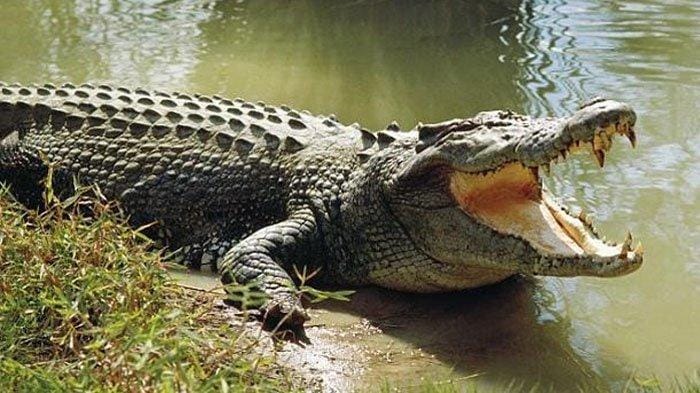 ilustrasi-buaya-pemangsa-manusia.jpg