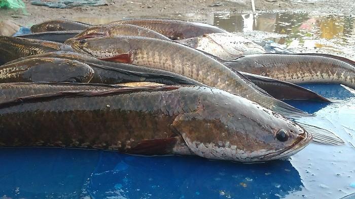 Ekstrak Ikan Gabus Bisa Menurunkan Kadar Gula Darah dan Memperbaiki Jaringan Pankreas yang Rusak