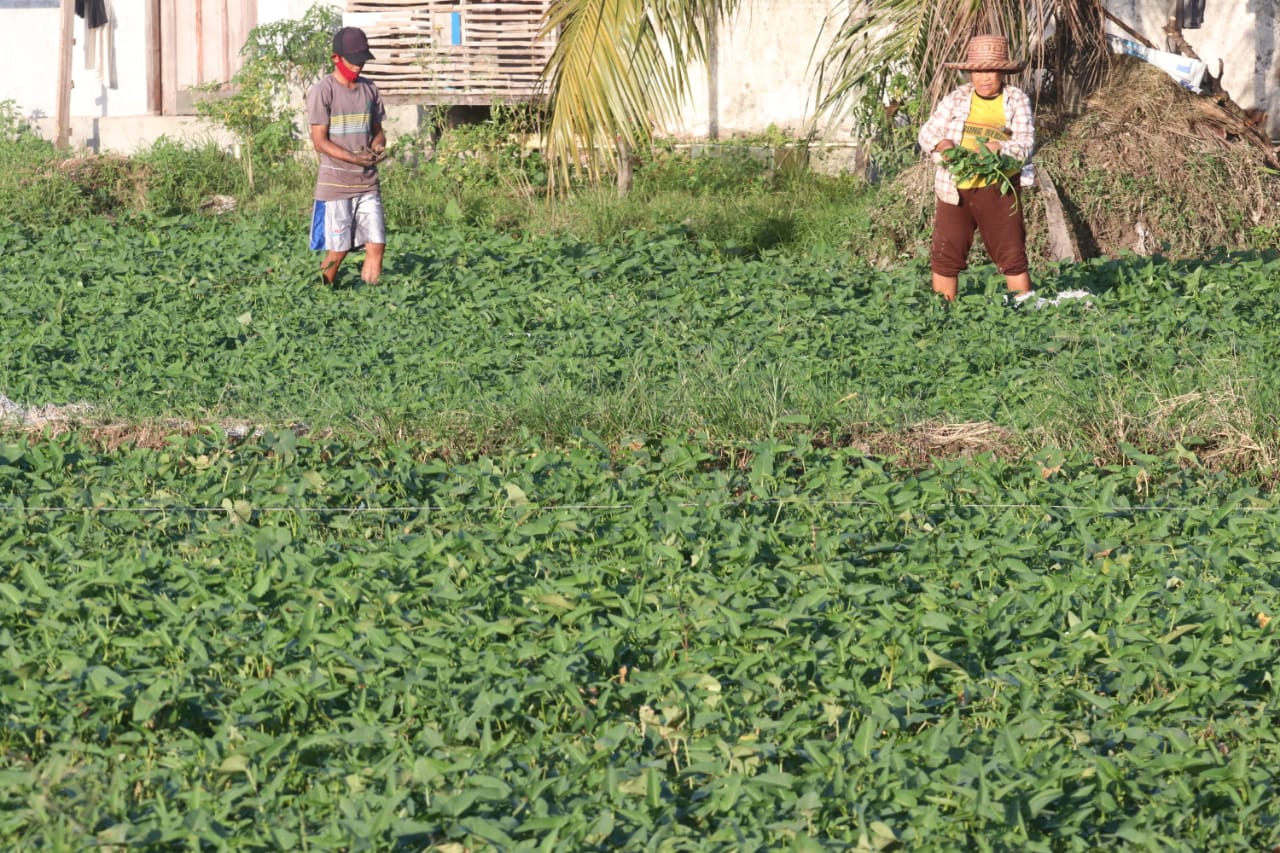4 Jenis Sayuran dengan Produksi Terbanyak di Kecamatan Balikpapan Tengah