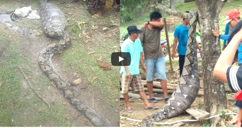 Kekenyangan Makan Babi, Ular Piton 5 Meter Ini Lemas Simak Videonya