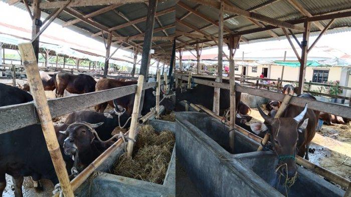 kolase-seratus-ekor-sapi-kurban-milik-herman-pedagang-hewan-kurban-di-nunukan.jpg