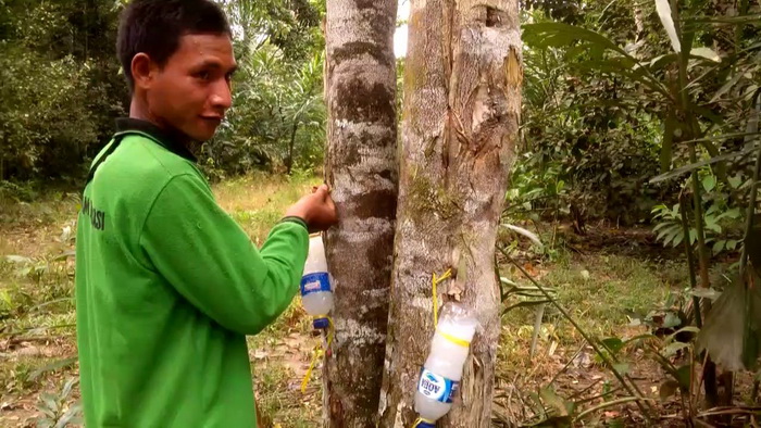 VIDEO - Wow, Harga Pohon Gaharu Tembus Rp 250 Juta Perkilo