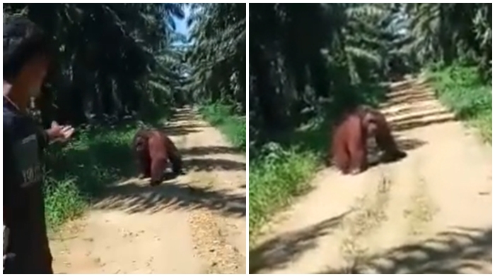 Viral Orangutan Masuk ke Areal Perusahaan Sawit di TaliSayan, Pencarian BKSDA Kaltim masih Nihil