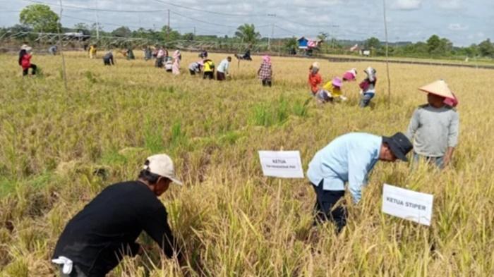 padi-yang-dilakukan-Poktan-Umbut-Aren-Kutai-Timur.jpg