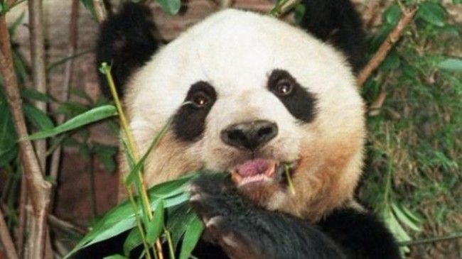Ternyata Ada 7 Hewan yang Hanya Mau Makan 1 Jenis Makanan Saja, Panda Pemakan Bambu