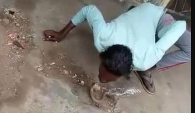 Ini Video Detik-detik Ular Kobra Patuk Bibir Pawang yang akan Menciumnya, Begini Kondisinya