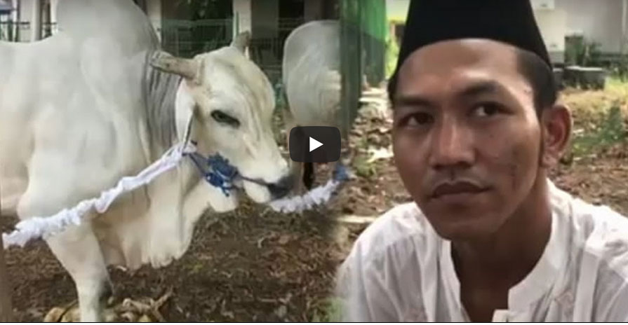 VIDEO – Penuturan Si Penjaga Sapi Terberat Milik Jokowi yang Dikurbankan di Istiqlal