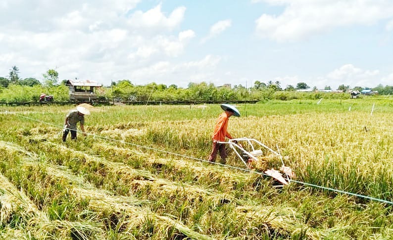 persawahan-desa-muhuran.jpg