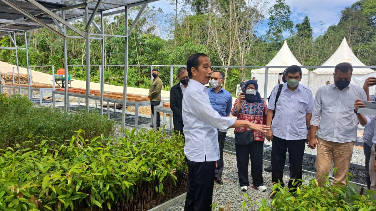 Jokowi Kagum Persemaian Mentawir IKN Nusantara Punya Pohon Sungkai, Pas Buat Mebel