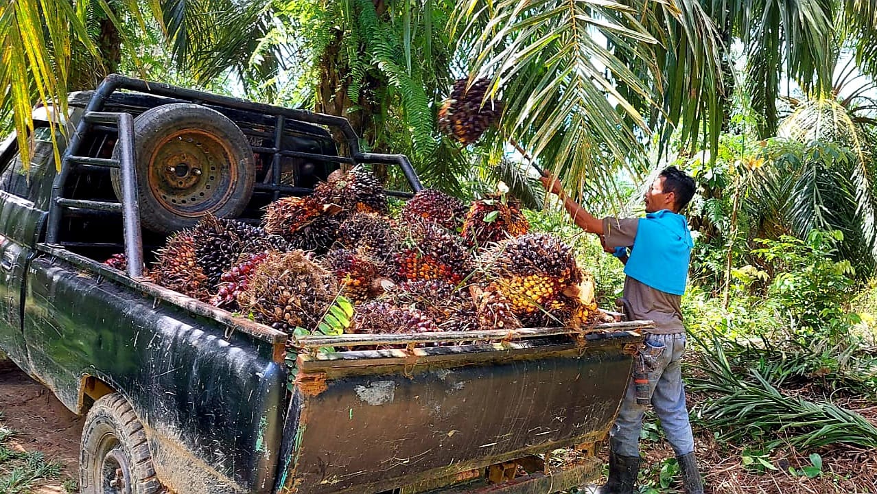 petani-sawit-di-kecamatan-long-ikis-kabupaten-paser-yang-telah-memanen-hasil-kebun.jpg