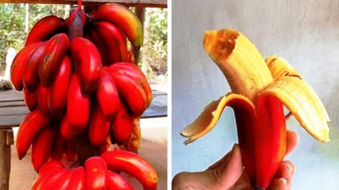 Jarang Dikenal, Ini Deretan Manfaat Pisang Merah yang Kaya Nutrisi bagi Kesehatan Tubuh