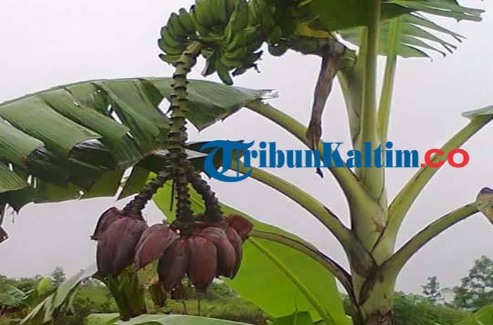 Pisang Punya 11 Jantung Bikin Heboh dan Inilah Khasiatnya Luar Biasa untuk Penyembuhan