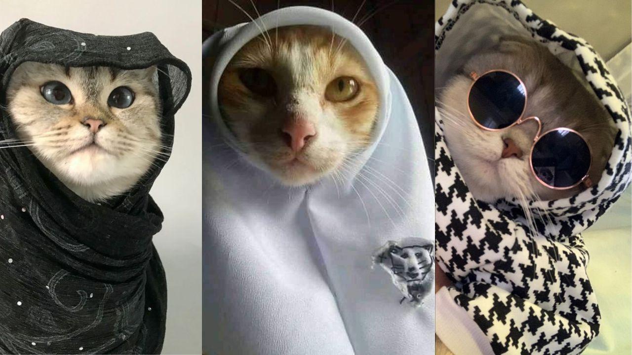 pp-kucing-lucu-dan-gemas.jpg