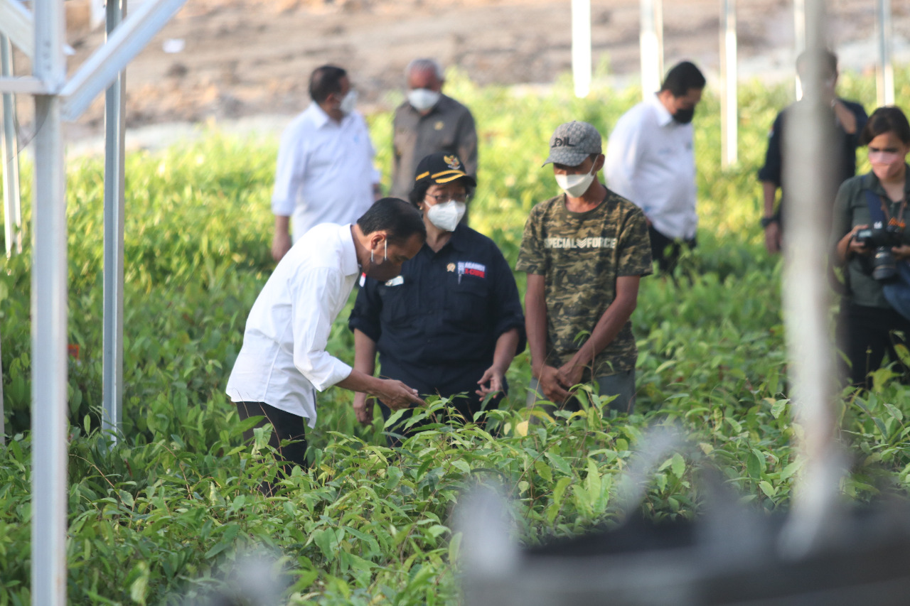 Menteri LHK Usul Pembangunan Kebun Binatang IKN Nusantara dekat Persemaian Mentawir