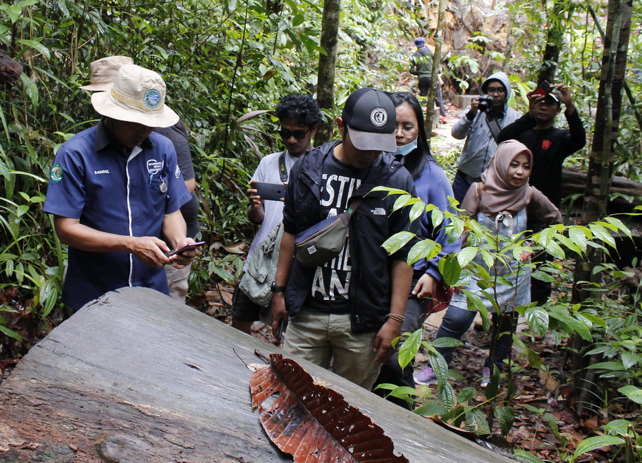 Lestarikan Hutan di Kawasan Bukit Bangkirai dengan Pola Adopsi Pohon