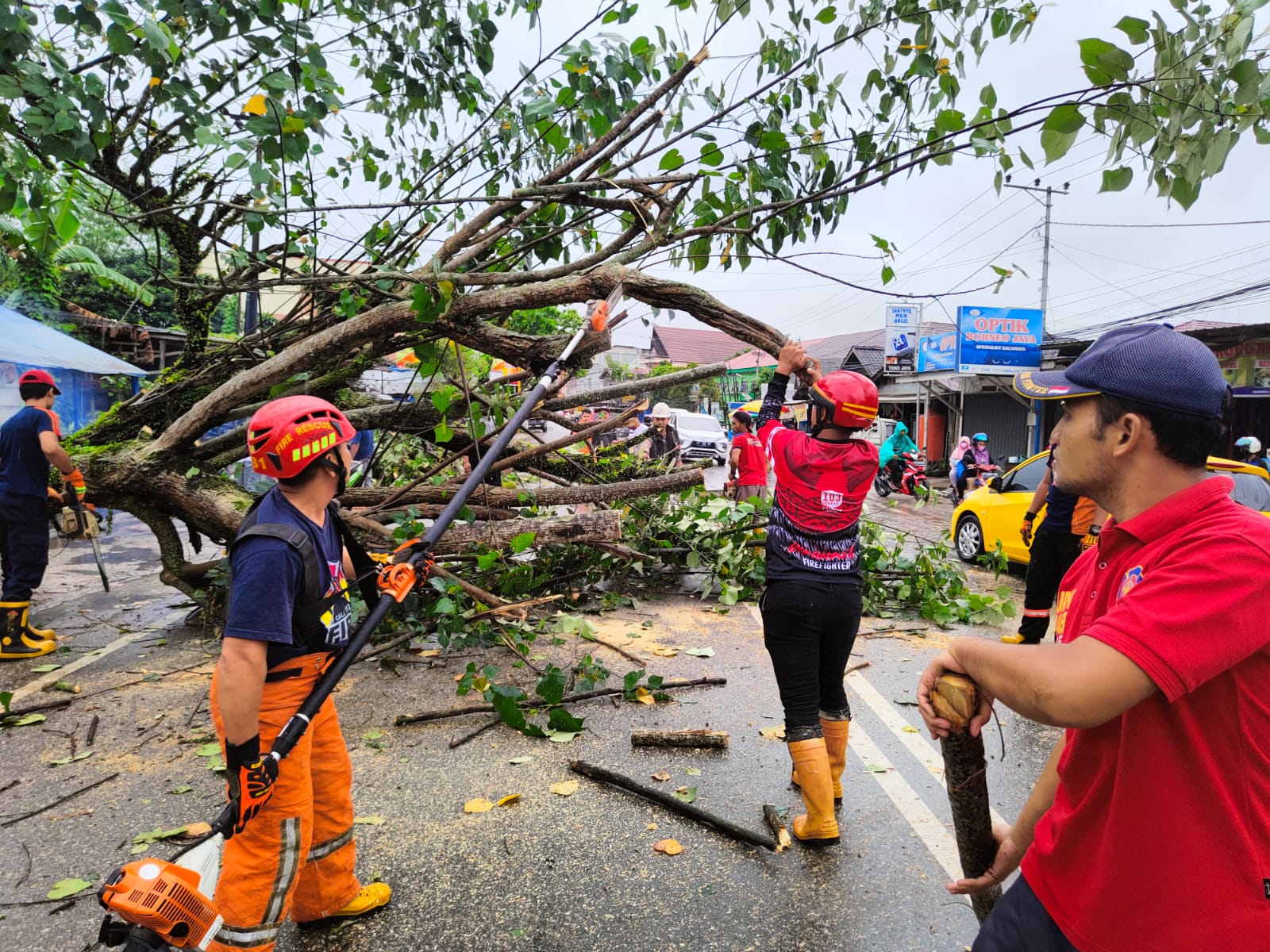 Pohon Rawan Tumbang di Samarinda Diasuransikan oleh DLH, Warga Bisa Klaim jika Jadi Korban