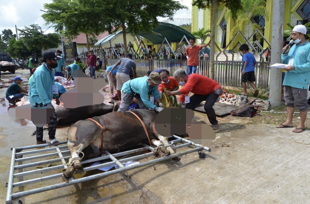 Sembelih Kurban 16 Ekor Sapi, Masjid Sumber Sari di Kubar Bagikan 1.455 Kantong Daging