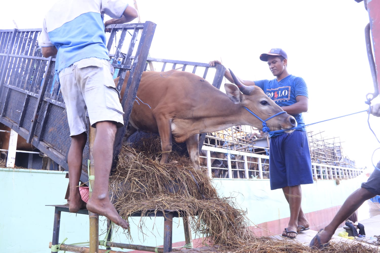 Viral di Medsos Cara Pemindahan Hewan Kurban di Pelabuhan Samarinda Dinilai Sadis