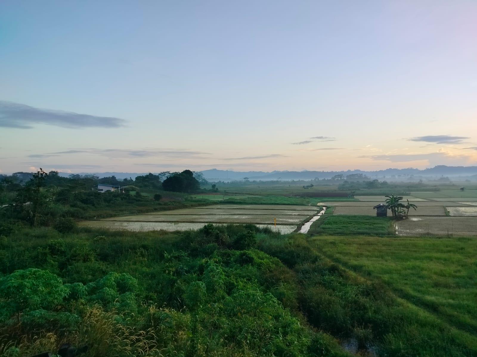 Daya Dukung Pangan di IKN Nusantara, Pemprov Kaltim Siapkan Lahan untuk Food Estate