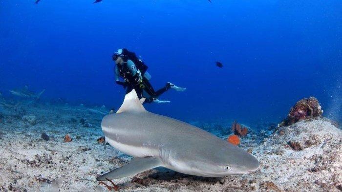 Bukan hanya Anjing, Ini 7 Hewan yang Memiliki Indra Penciuman yang Sangat Tajam