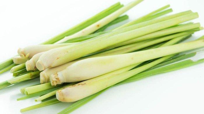 Selain Penggunaan dalam Kuliner, Ini Manfaat Daun Serai Bagi Kesehatan, Bisa Menghilangkan Bau Badan
