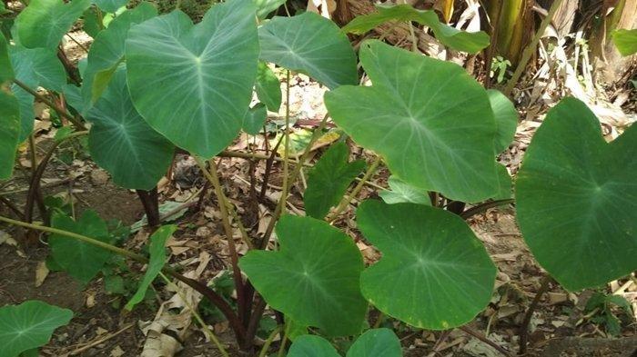 Meningkatkan Imun hingga Menurunkan Tekanan Darah, Ternyata Daun Talas Bermanfaat bagi Kesehatan