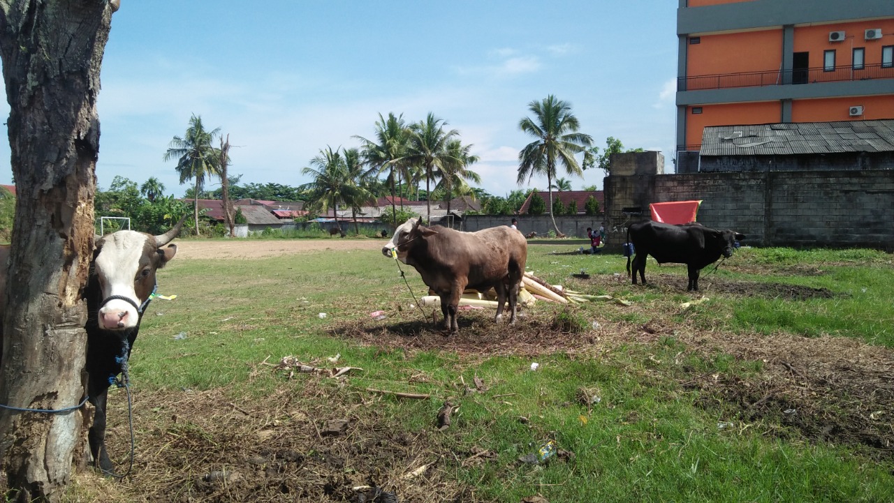 Harga Sapi Kurban Idul Adha di Balikpapan Melonjak karena Karantina