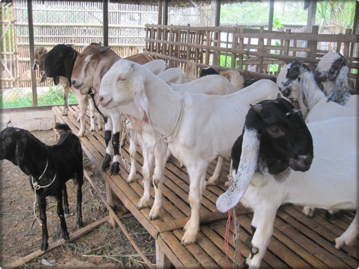 ternak-kambing_20151211_175123.jpg