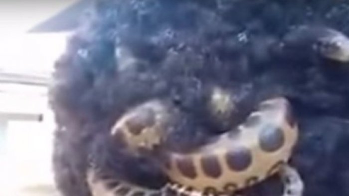 Merinding! Video Viral Ular Kobra Bersarang di Rambut Seorang Pria, Begini Penampakannya
