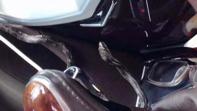 Lagi Asyik Berkendara, Wanita Ini Syok Melihat Ular Mendadak Masuk Lewat Ventilasi Mobilnya