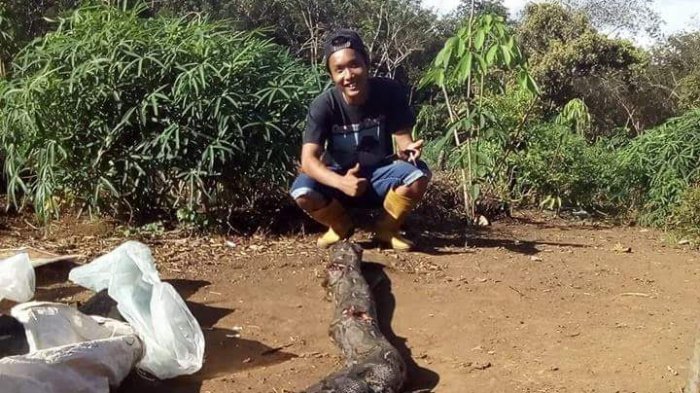 Pulang dari Kebun, Seorang Petani Diserang Ular Piton Sepanjang 5 Meter