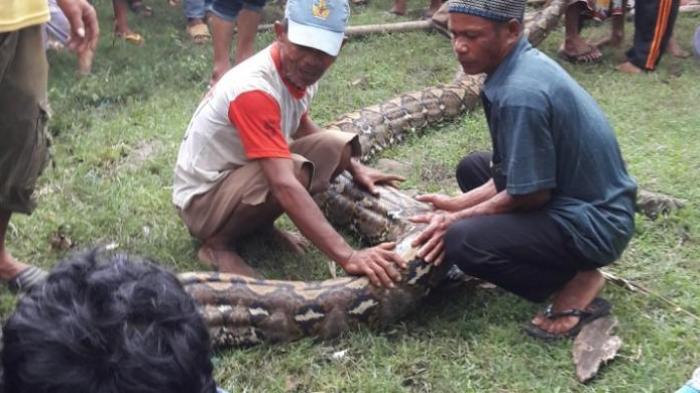 Ular Piton Sepanjang 8 Meter Memangsa Sapi Milik Warga