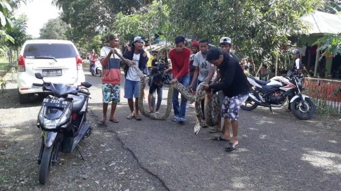 Setelah Serangan di Mamuju, Ular Piton Sepanjang Tujuh Meter Lilit dan Gigit Petani di Bone