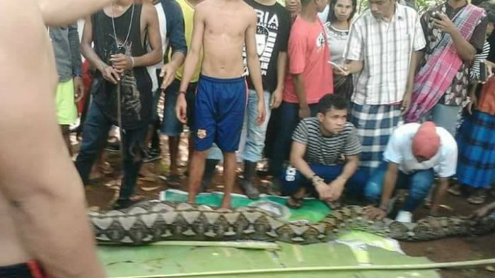 Jasad Nenek 54 Tahun Masih Utuh di Dalam Perut Ular Piton 7 Meter