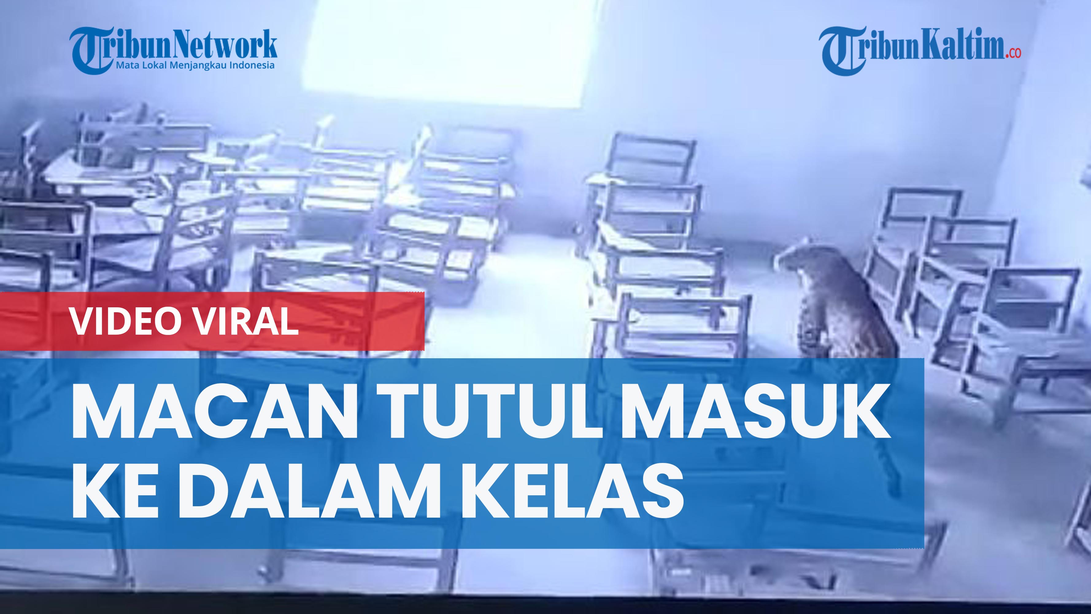 NEWS VIDEO Warga India Heboh, Macan Tutul Masuk ke Dalam kelas