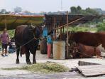 05062023-Hewan-sapi-menjelang-Hari-Raya-Idul-Adha-1444-Hijriah-di-Kota-Balikpapan.jpg