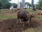 20230527_Sapi-di-Desa-Beringin-Agung-Samboja-Kukar.jpg